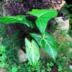 Syngonium Noak Plant -Plant Life Decor Shop Syngoniumnovaka 1