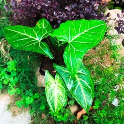 Syngonium Noak Plant