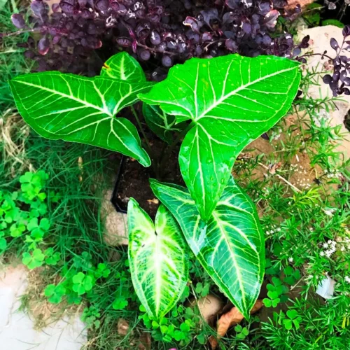 Syngonium Noak Plant