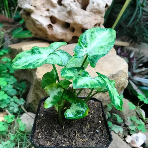 Syngonium Pixie Plant
