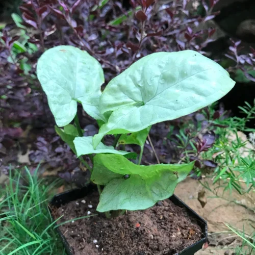 Syngonium Silver Pearl Plant