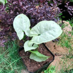 Syngonium Silver Pearl Plant -Plant Life Decor Shop Syngoniumwhite 3