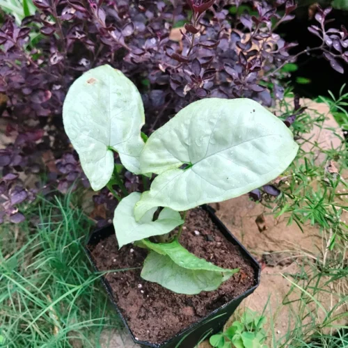 Syngonium Silver Pearl Plant -Plant Life Decor Shop Syngoniumwhite 3