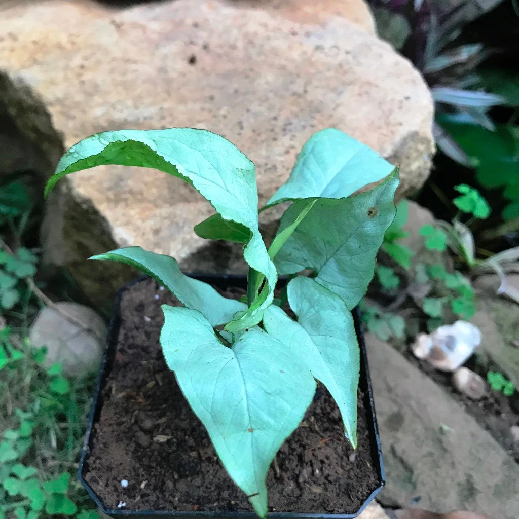Syngonium Narrow Leaf Plant 1 Syngonium Narrow Leaf Plant