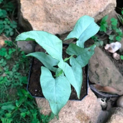 Syngonium Narrow Leaf Plant 5 Syngonium Narrow Leaf Plant -Plant Life Decor Shop Syngoniumwhitenarrowleaf 3