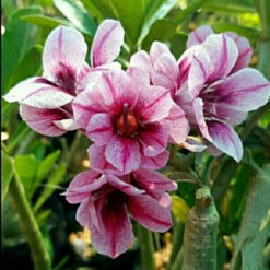 Crispum Hybrid 'Starling Flocks' Adenium Plant