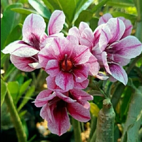 Crispum Hybrid 'Starling Flocks' Adenium Plant