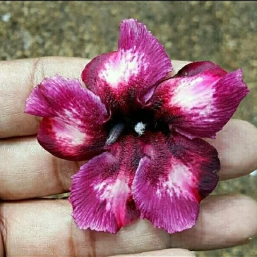 Crispum Hybrid 'Velvet Eclipse' Adenium Plant