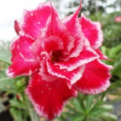 Triple Santa Clause Adenium Plant