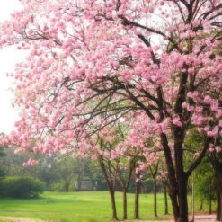 Rosy Trumpet Tree Plant -Plant Life Decor Shop Tabebuia Rosea2