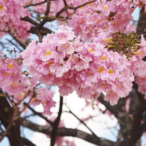 Rosy Trumpet Tree Plant -Plant Life Decor Shop Tabebuia rosea