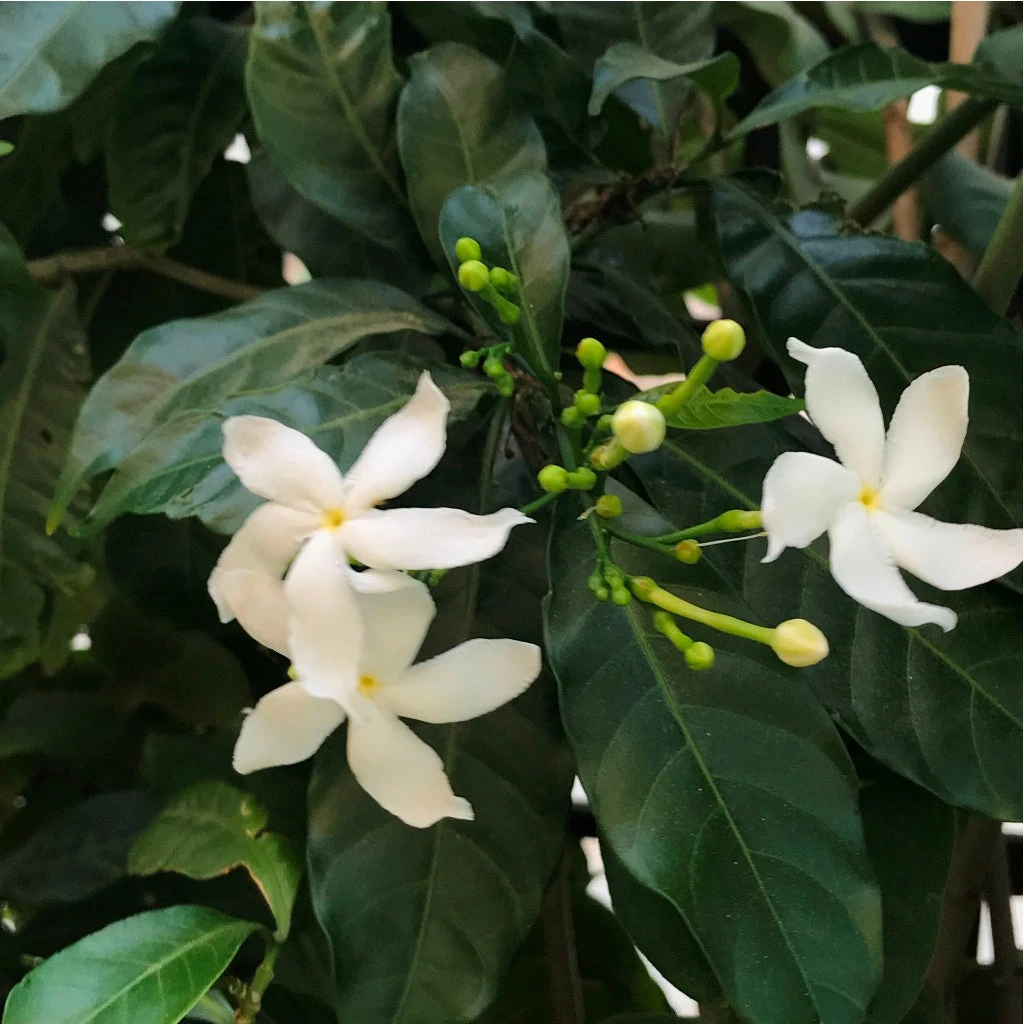 Crape Jasmine Chandni Plant 1 Crape Jasmine Chandni Plant