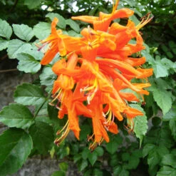 Honeysuckle Orange Cape Plant