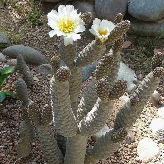 Tephrocactus Articulatus Var. Inermis Cactus Plant 1 Tephrocactus Articulatus Var. Inermis Cactus Plant