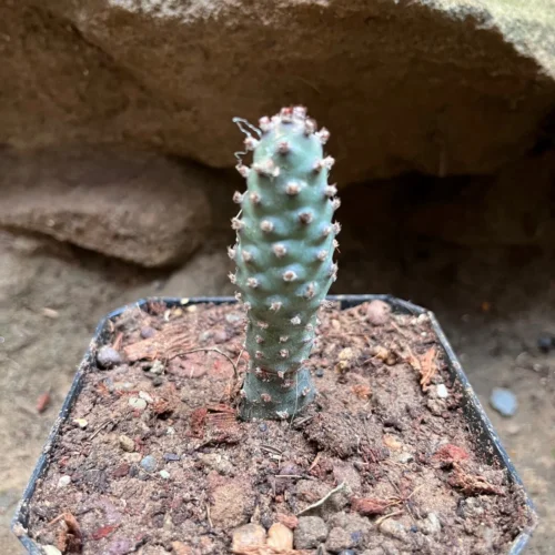 Tephrocactus Articulatus Var. Inermis Cactus Plant -Plant Life Decor Shop TephrocactusArticulatusvarinermis 2