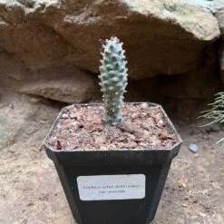 Tephrocactus Articulatus Var. Inermis Cactus Plant 7 Tephrocactus Articulatus Var. Inermis Cactus Plant -Plant Life Decor Shop TephrocactusArticulatusvarinermis