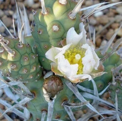 Tephrocactus Articulatus Var. Papyracanthus Cactus Plant
