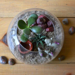 The Arid Mirage Terrarium Kit 6 The Arid Mirage Terrarium Kit -Plant Life Decor Shop The Arid Mirage 4