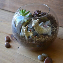The Dancing Llamas Terrarium Kit