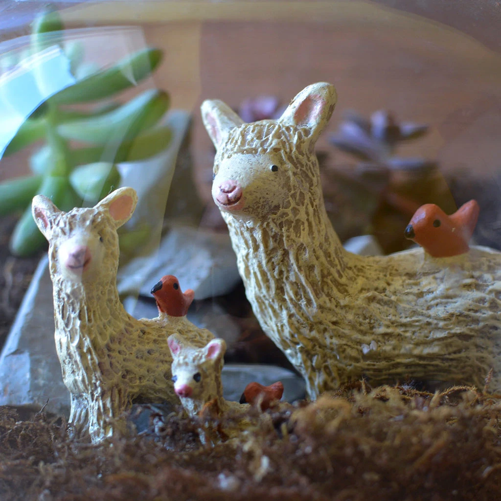 The Dancing Llamas Terrarium Kit 3 The Dancing Llamas Terrarium Kit - Image 3