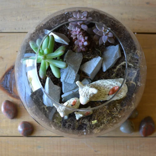 The Dancing Llamas Terrarium Kit 8 The Dancing Llamas Terrarium Kit -Plant Life Decor Shop The Dancing llama 3