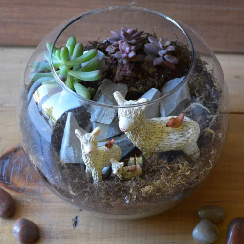 The Dancing Llamas Terrarium Kit 9 The Dancing Llamas Terrarium Kit -Plant Life Decor Shop The Dancing llama 5
