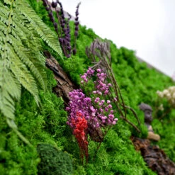 The Enlightened Bodhi Preserved Moss Frame With Dark Wood -Plant Life Decor Shop The Enlightened Bodhi 4