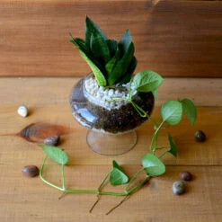 The Money Goblet Terrarium Kit -Plant Life Decor Shop The Money Goblet 4