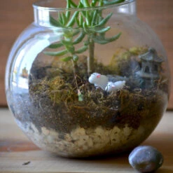 The Pine Woods Terrarium Kit 5 The Pine Woods Terrarium Kit -Plant Life Decor Shop The Pine wood 3