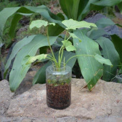 The Tangy Vista Water Terrarium Kit