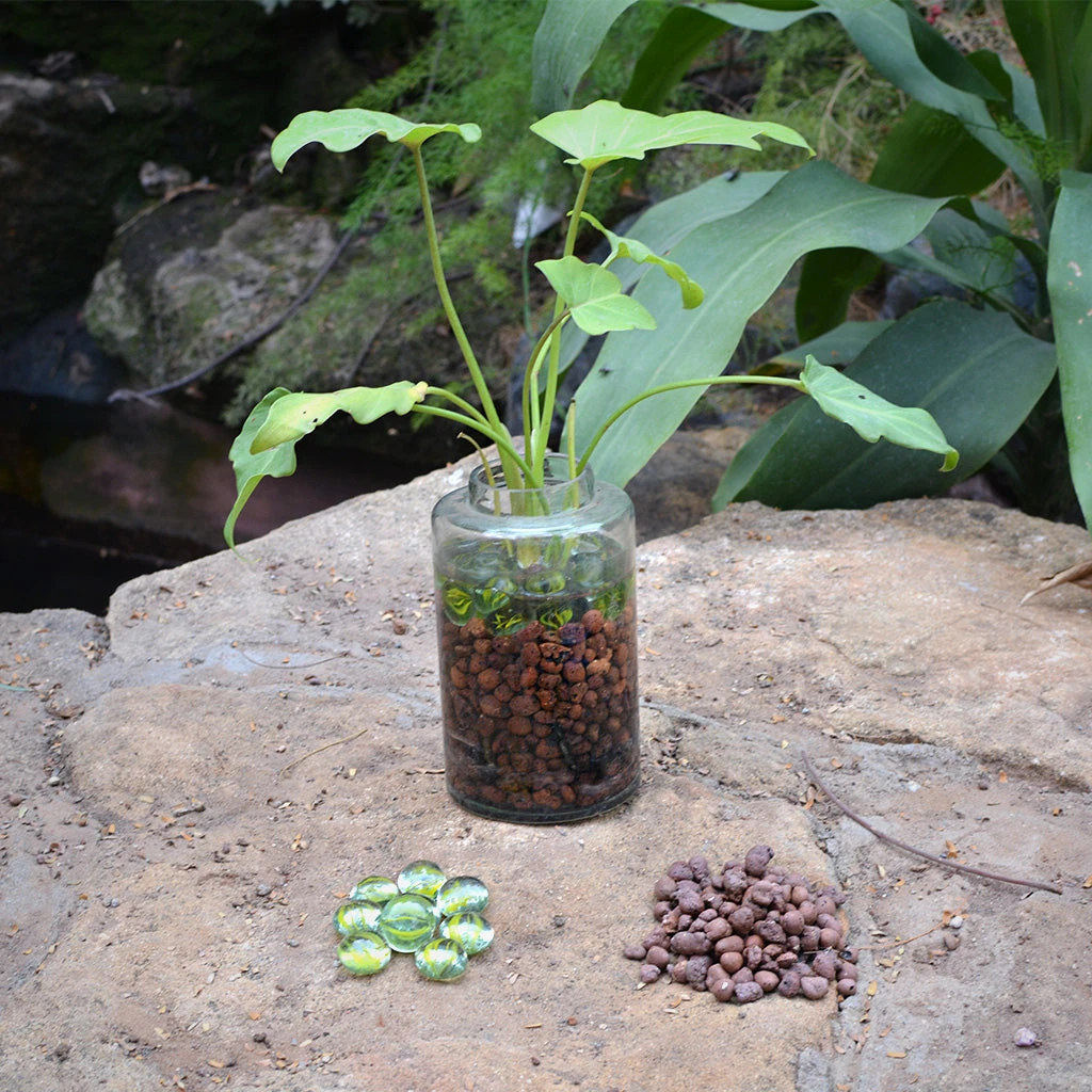 The Tangy Vista Water Terrarium Kit 2 The Tangy Vista Water Terrarium Kit - Image 2