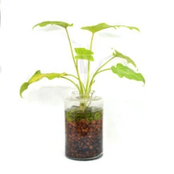 The Tangy Vista Water Terrarium Kit 5 The Tangy Vista Water Terrarium Kit -Plant Life Decor Shop The Tangy Vista 3