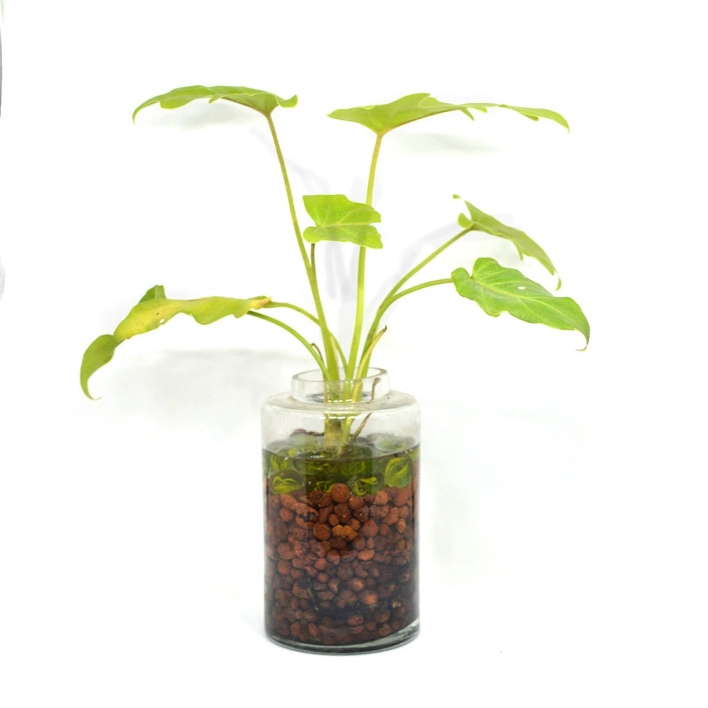 The Tangy Vista Water Terrarium Kit 3 The Tangy Vista Water Terrarium Kit - Image 3