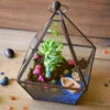 The Jamaican Farewell Terrarium Kit
