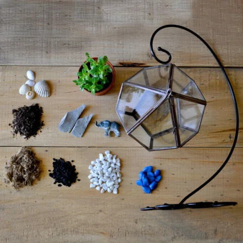 The Jungle Blues Terrarium Kit 7 The Jungle Blues Terrarium Kit -Plant Life Decor Shop The jungle blues 5