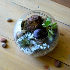 The Pondering Buddha Terrarium Kit 6 The Pondering Buddha Terrarium Kit -Plant Life Decor Shop The pondering buddha 3