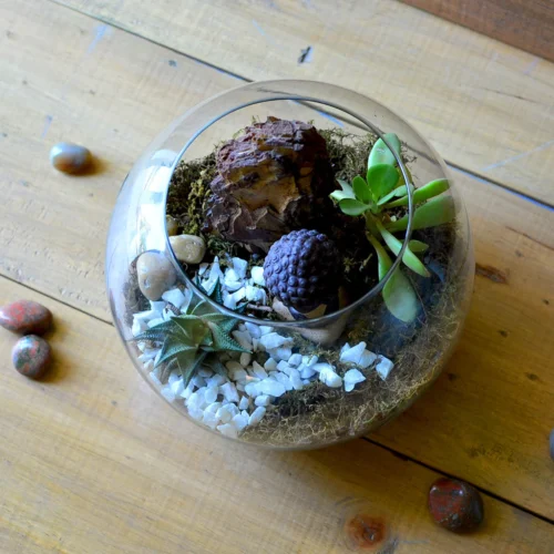 The Pondering Buddha Terrarium Kit 6 The Pondering Buddha Terrarium Kit -Plant Life Decor Shop The pondering buddha 3