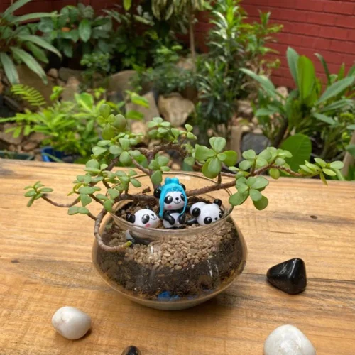 Three Jaded Pandas Terrarium Kit -Plant Life Decor Shop Three jaded panda new3