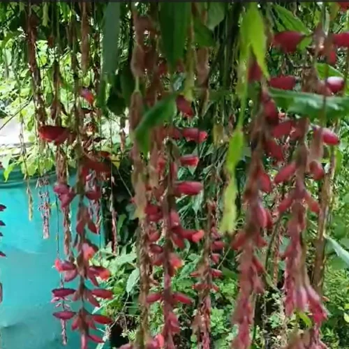 Thunbergia Mysorensis Vine Plant -Plant Life Decor Shop ThunbergiaMysorensis 1