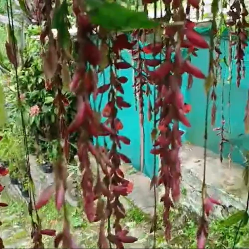 Thunbergia Mysorensis Vine Plant -Plant Life Decor Shop ThunbergiaMysorensis 2