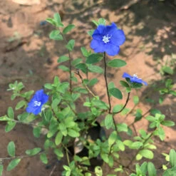 Velvet-Leaf Tibouchina Plant