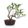 Bonsai Tigerbark Microcarpa Mame Plant