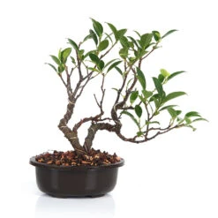 Bonsai Tigerbark Microcarpa Mame Plant