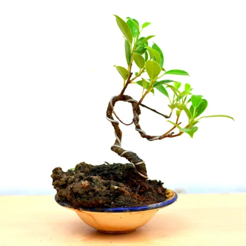 Bonsai TigerBark Round Plant