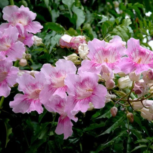Rosy Trumpet Tree Plant