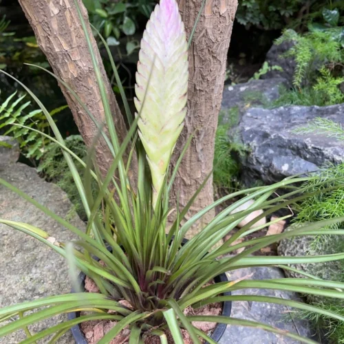 Tillandsia Cyanea Air Plant 7 Tillandsia Cyanea Air Plant -Plant Life Decor Shop Tillandesia 2