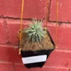 Tillandsia Ionantha Pleiades Air Plant