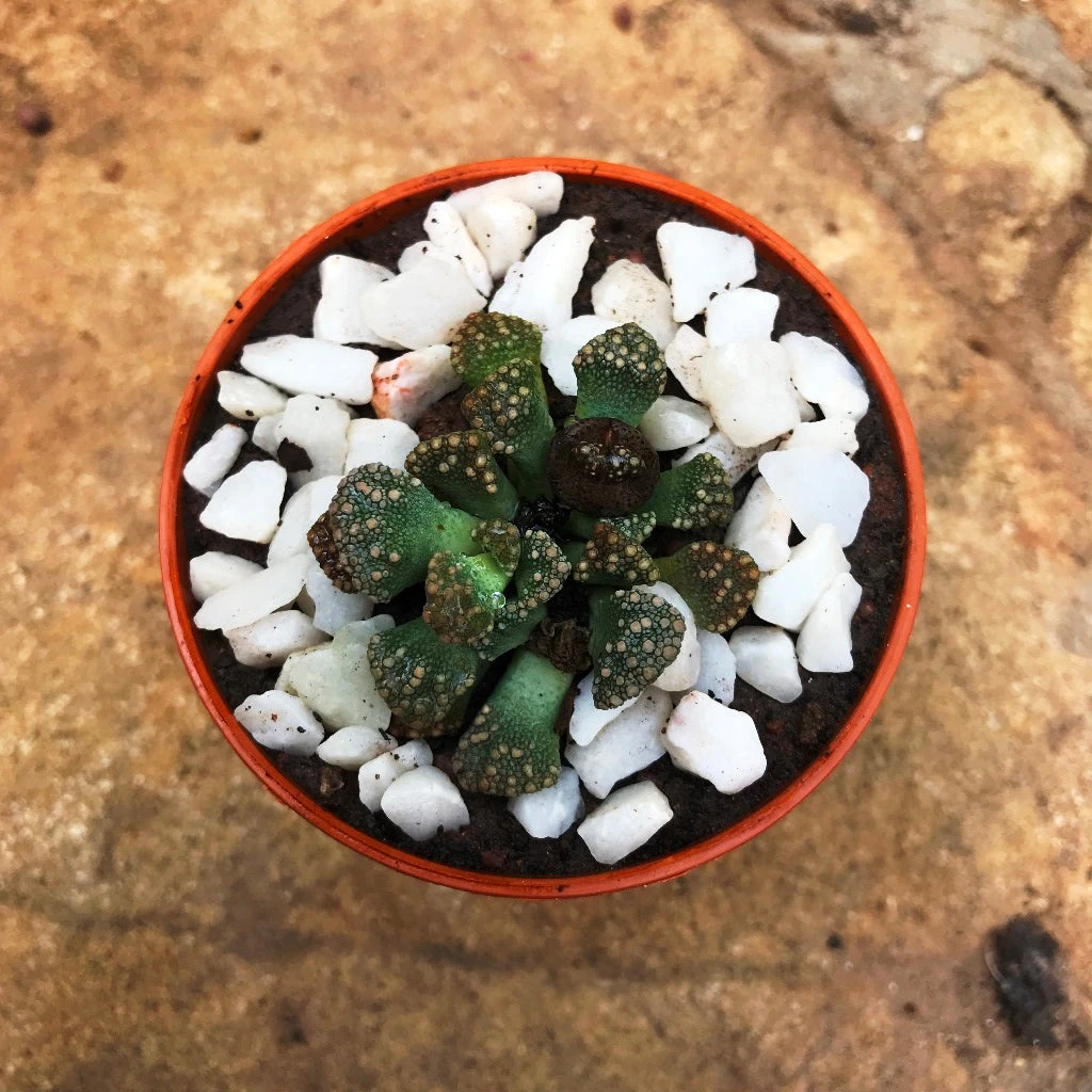 Titanopsis Calcarea Succulent Plant 3 Titanopsis Calcarea Succulent Plant - Image 3