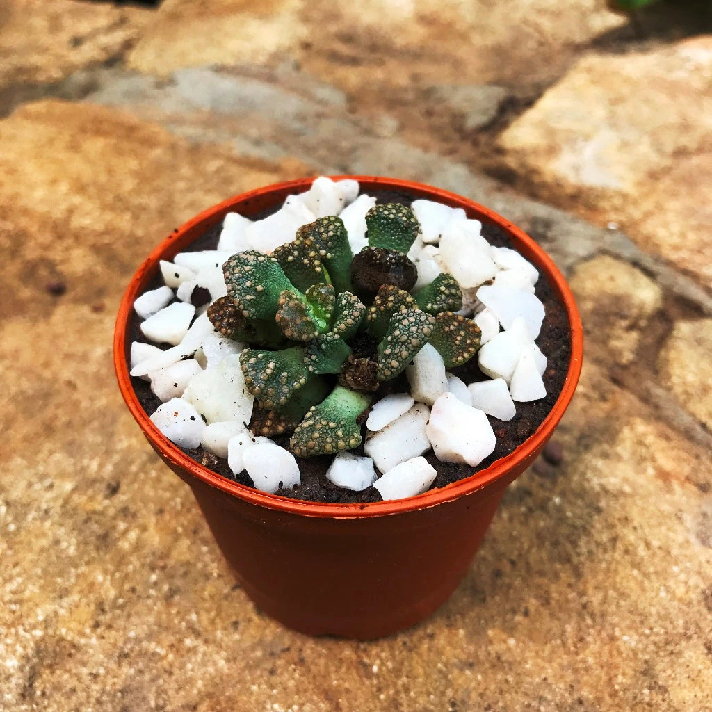 Titanopsis Calcarea Succulent Plant 2 Titanopsis Calcarea Succulent Plant - Image 2