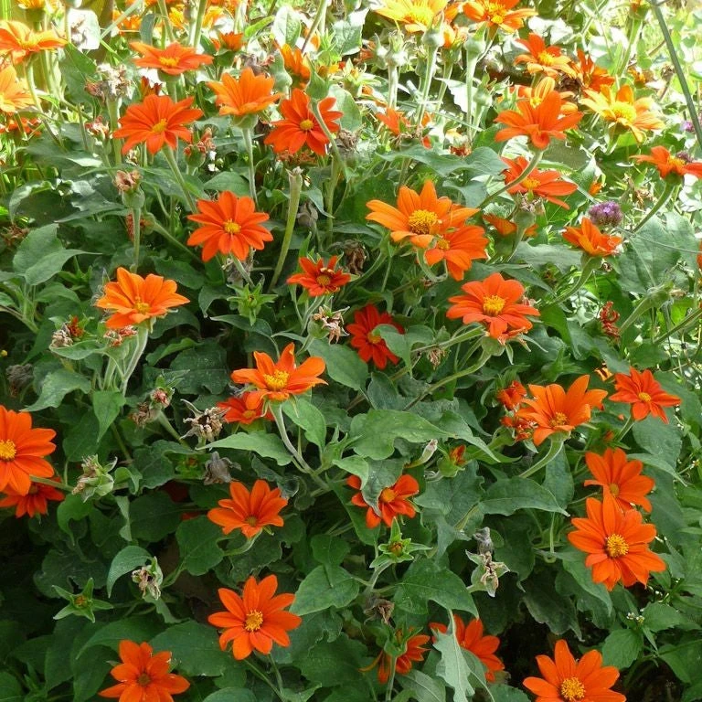 Tithonia - Mexican Sunflower (Mix Bulbs) 2 Tithonia - Mexican Sunflower (Mix Bulbs) - Image 2
